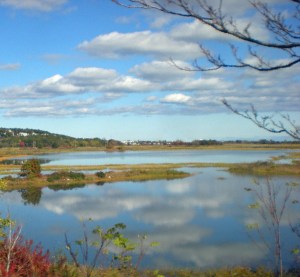 driveby marsh and river_artsy